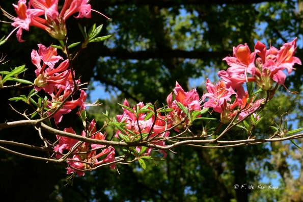Bois des Moutiers (237) Mai 2012